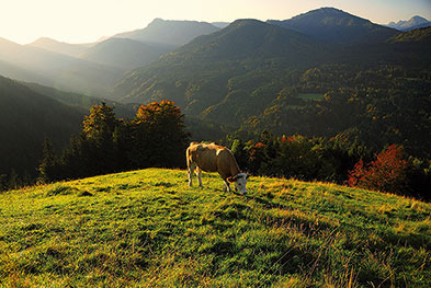 Berge mit Kühen